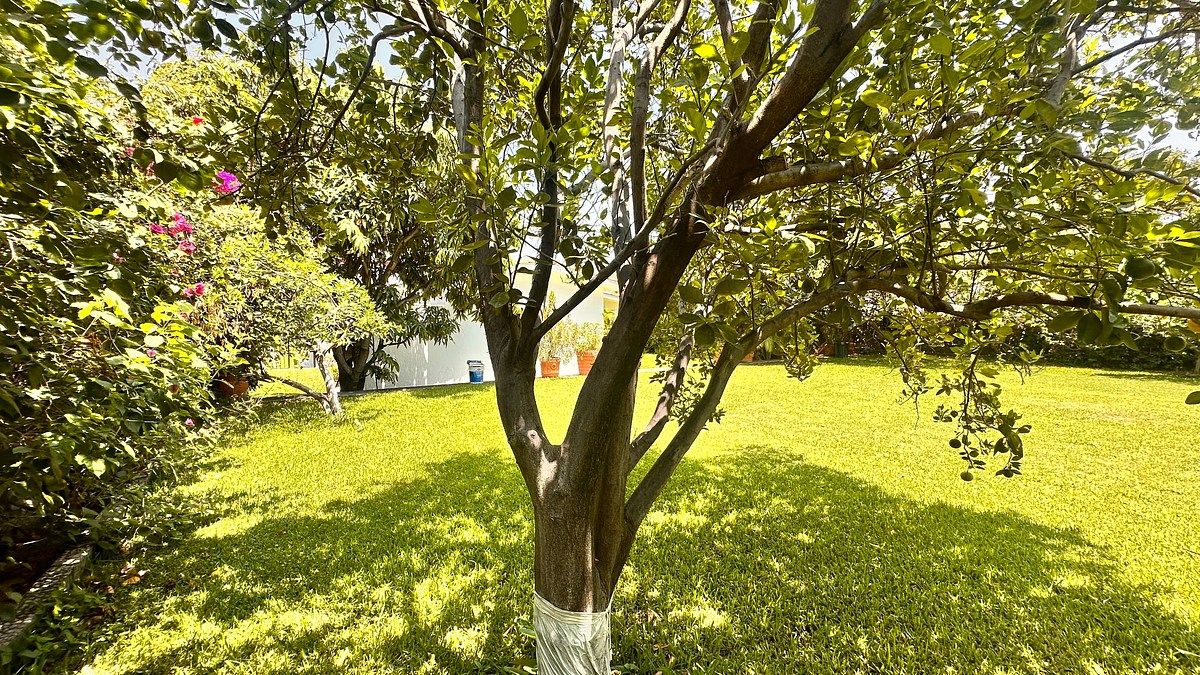 Casa en Club de Golf Santa Fe, Xochitepec, foto 32 de 50