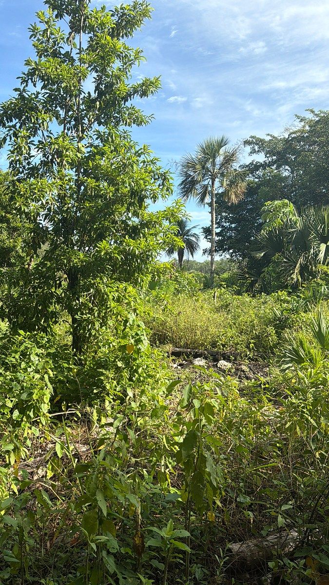 Lote em 20 de Noviembre, Campeche, foto 13 de 25