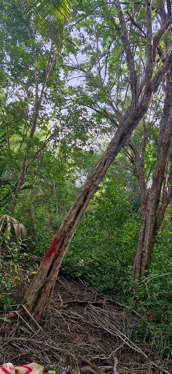 Lote em 20 de Noviembre, Campeche, foto 23 de 25