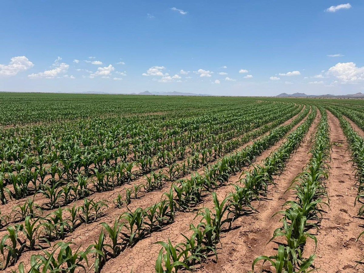 Lot in Escalón, Jiménez, photo 5 of 7