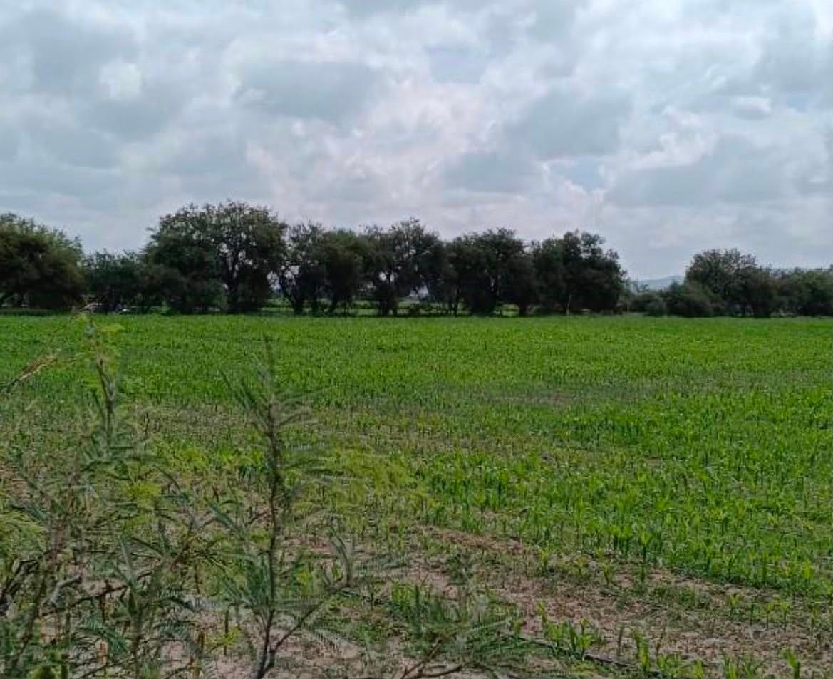Terreno comercial en El Valle de las Delicias, Rincón de Romos, foto 4 de 5