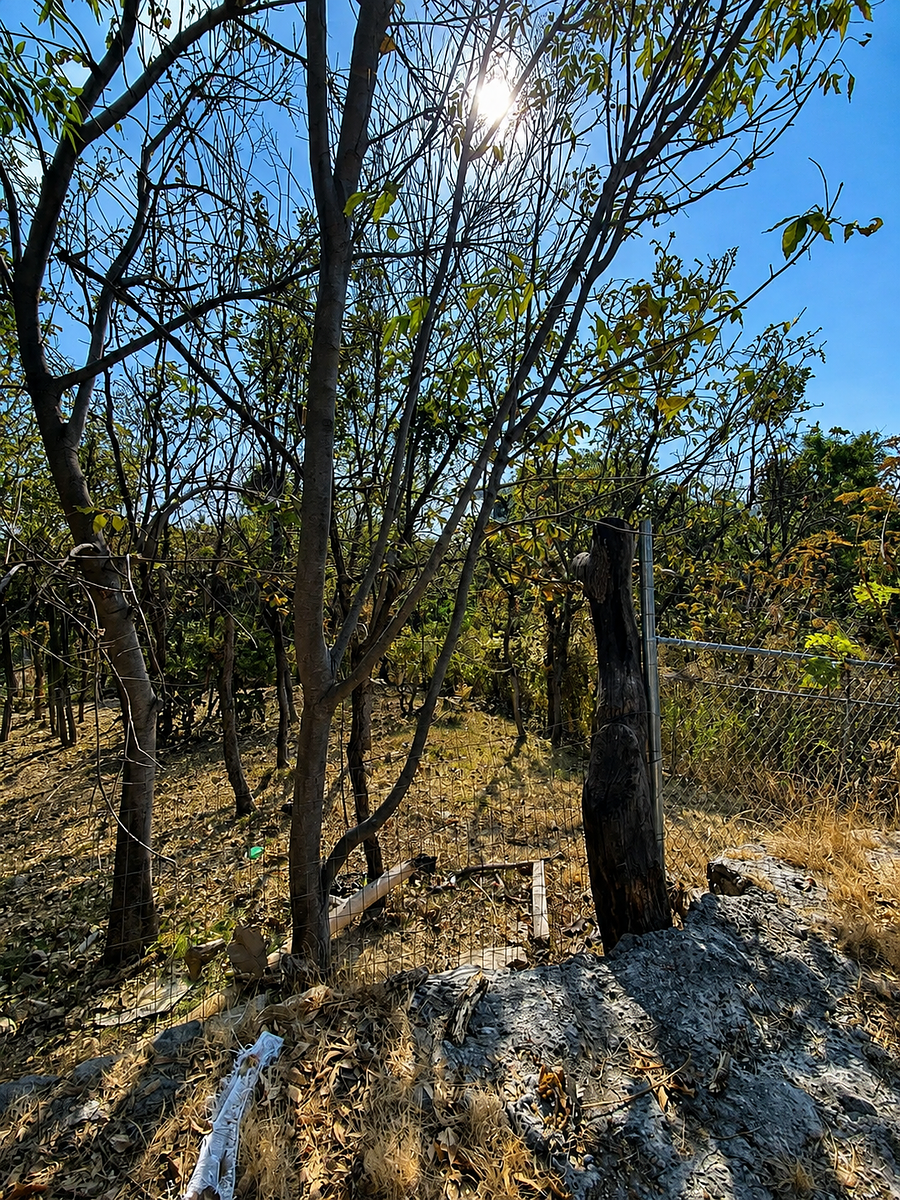 Terreno en Bugambilias, Zapopan, foto 5 de 26