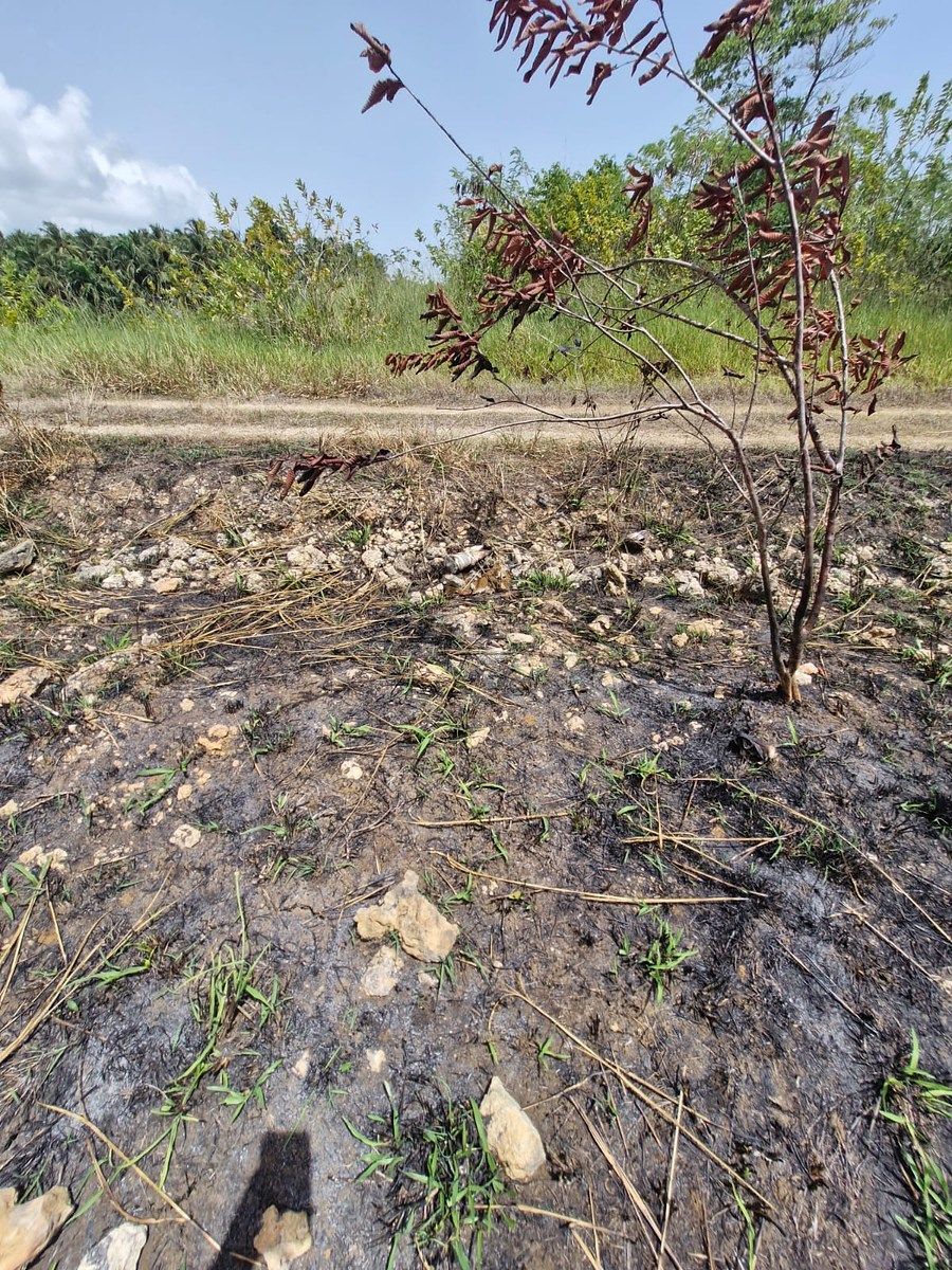 Terreno en Nagua, foto 7 de 8