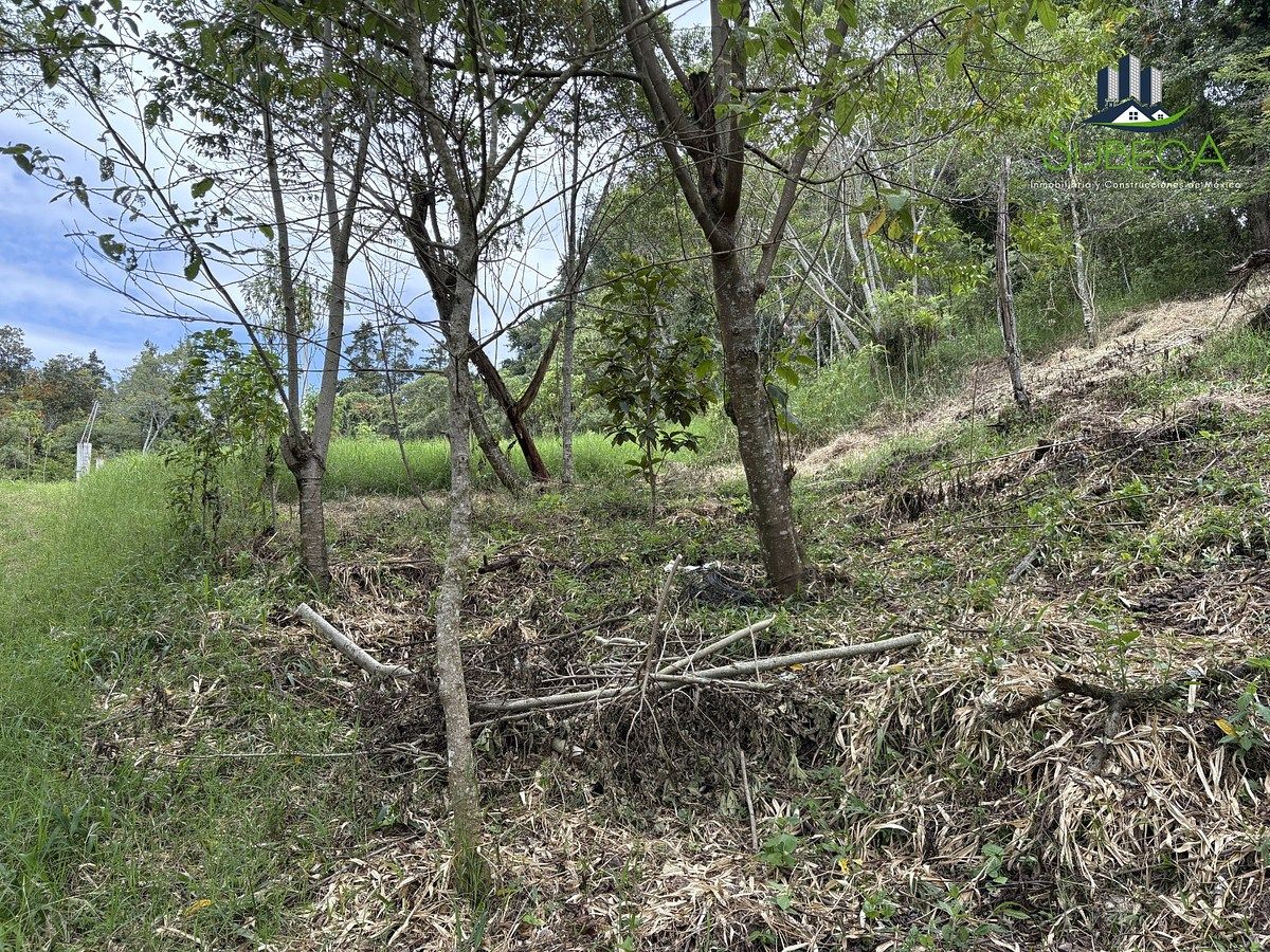 Terreno en Briones, Coatepec, foto 6 de 18