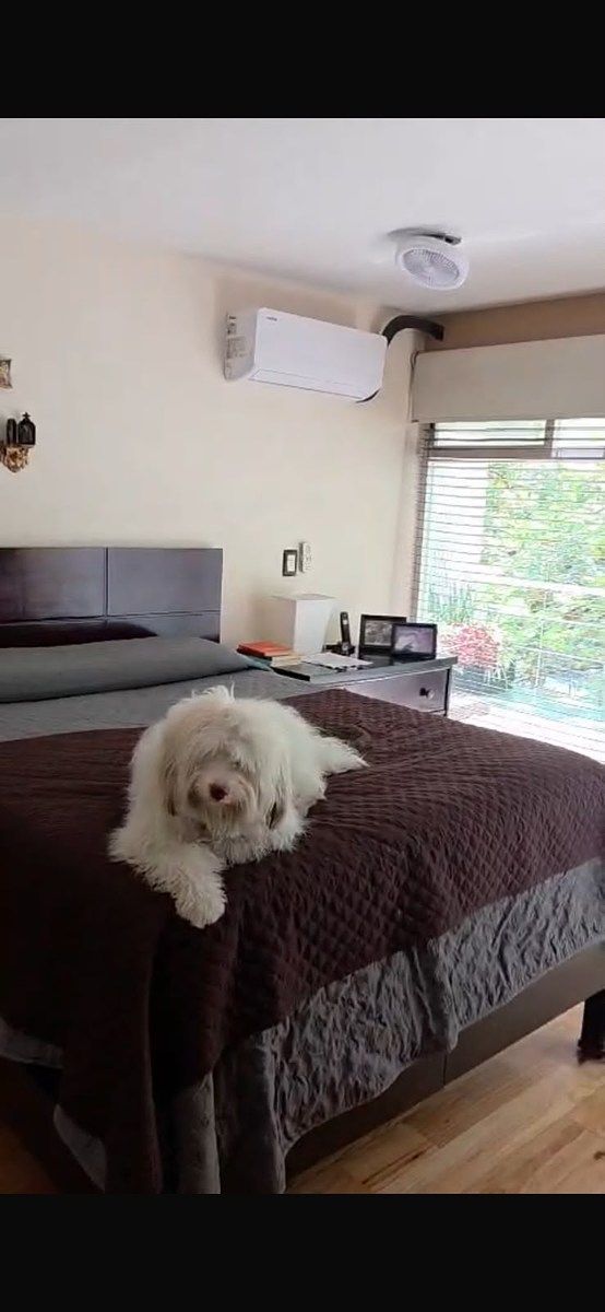 Apartment in Anzures, Miguel Hidalgo, photo 7 of 26