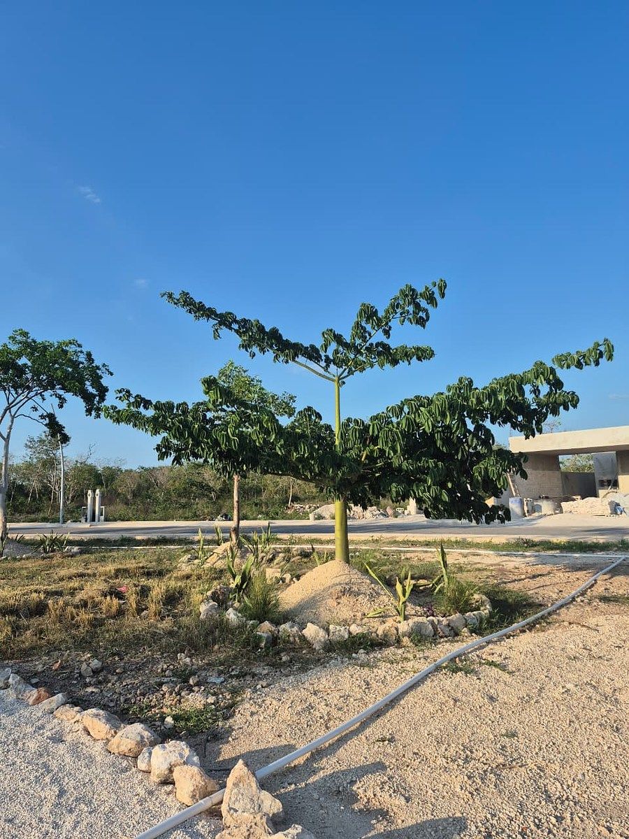 Terreno en Cholul, Mérida, foto 4 de 4