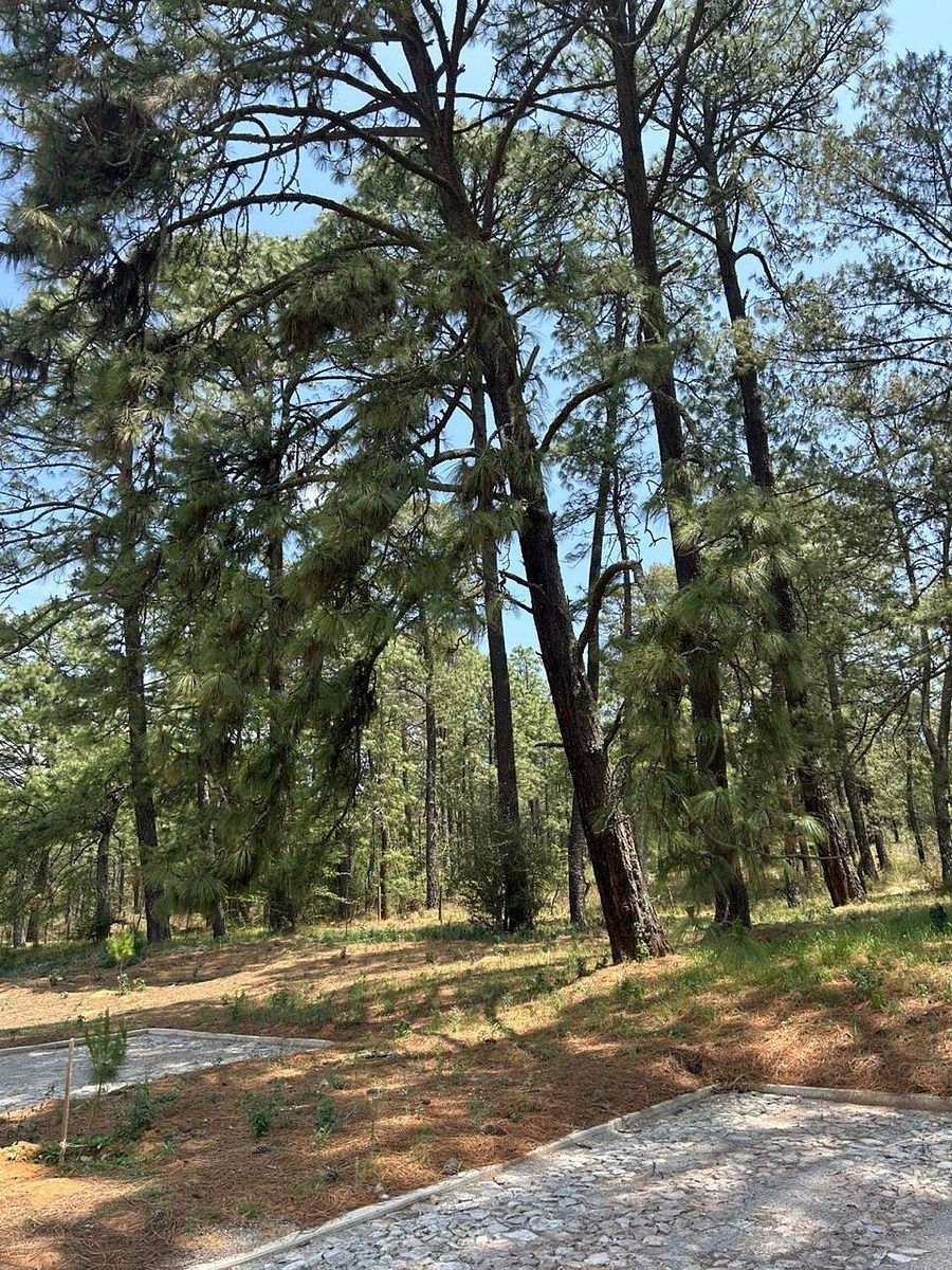 Lote em Tapalpa, Tapalpa, foto 6 de 9