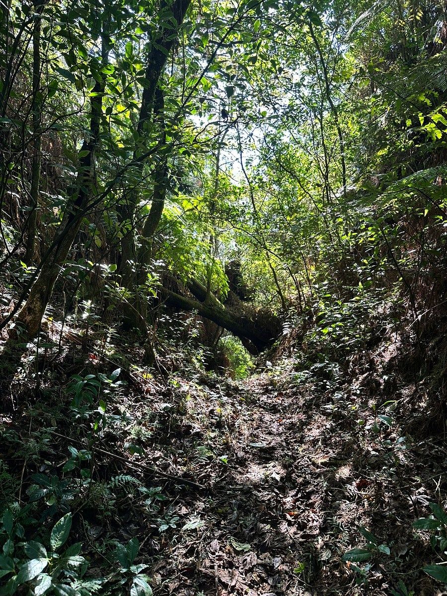 Terreno en Xocoyolo, Cuetzalán del Progreso, foto 6 de 16