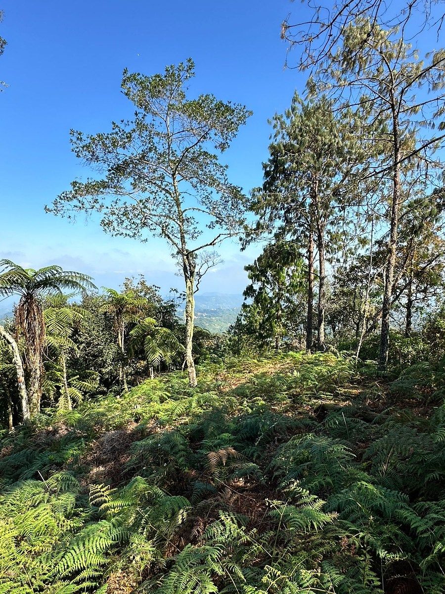 Terreno en Xocoyolo, Cuetzalán del Progreso, foto 7 de 16