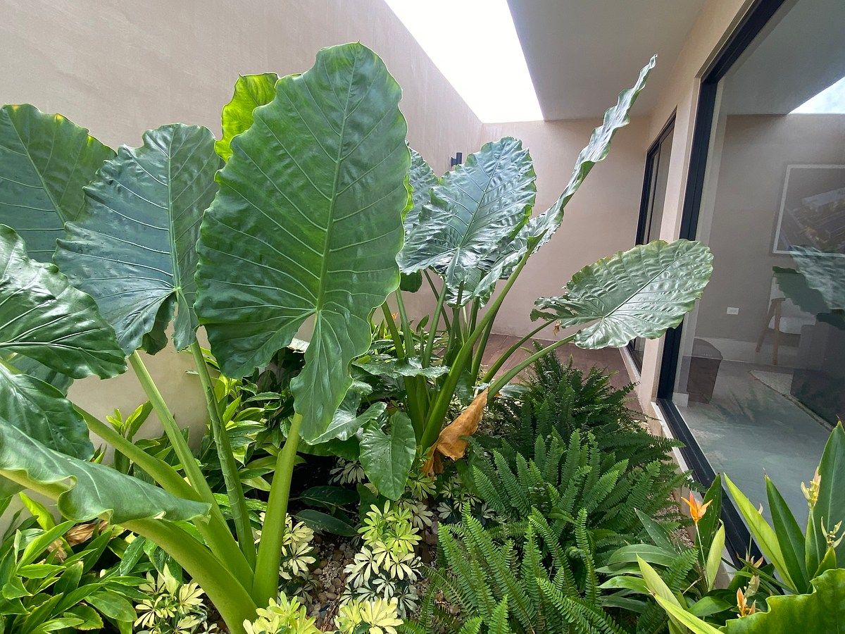 Apartamento em Temozón Norte, Mérida, foto 7 de 18