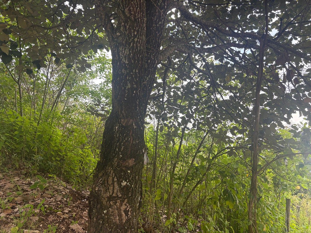 Lote em Zacualpan de Ecatepec, San Cristóbal de Las Casas, foto 5 de 8