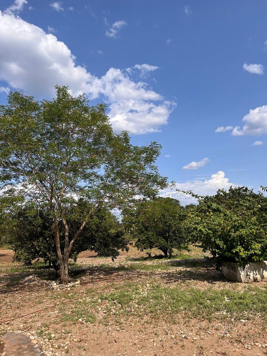 Country House in Palmitos (Hacienda Palmitos), Cadereyta Jiménez, photo 10 of 18