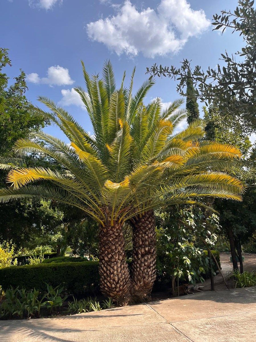 Country House in Palmitos (Hacienda Palmitos), Cadereyta Jiménez, photo 13 of 18