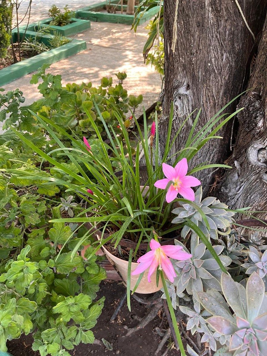 Country House in Palmitos (Hacienda Palmitos), Cadereyta Jiménez, photo 14 of 18