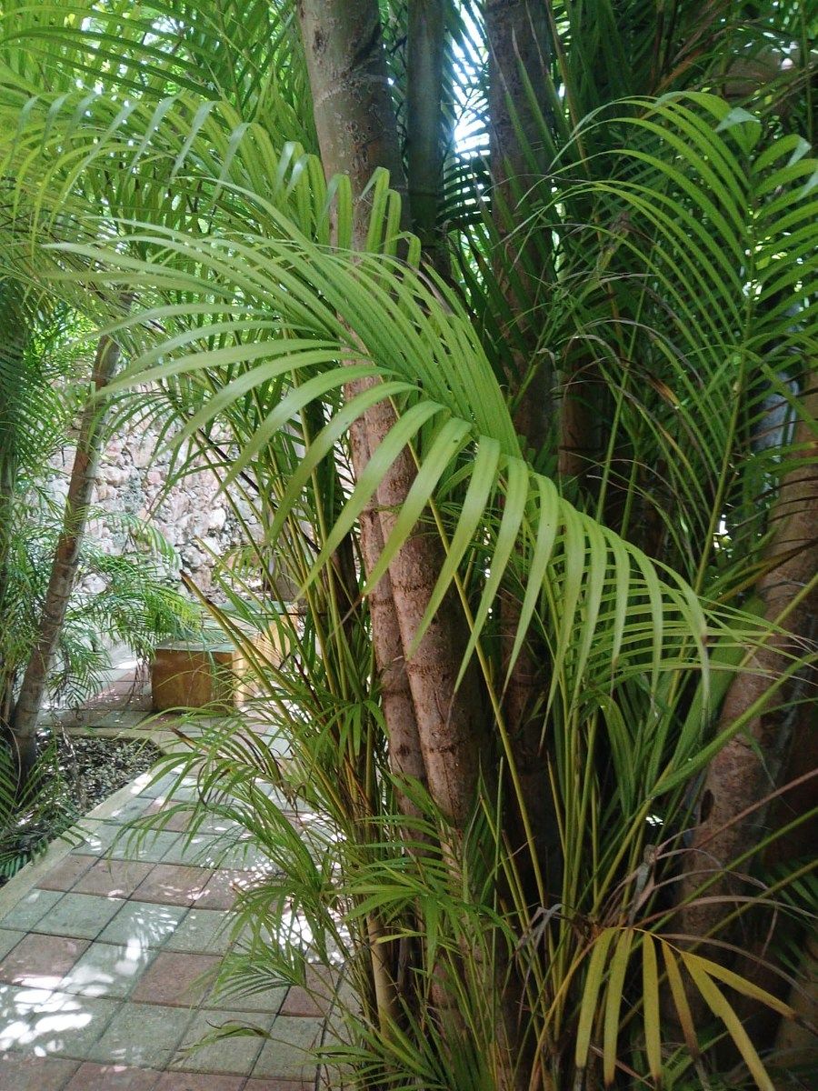 Casa com uso comercial em 60 Norte, Mérida, foto 23 de 37
