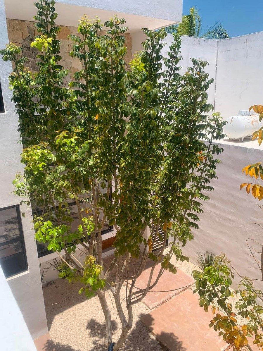 Casa em Cholul, Mérida, foto 4 de 16