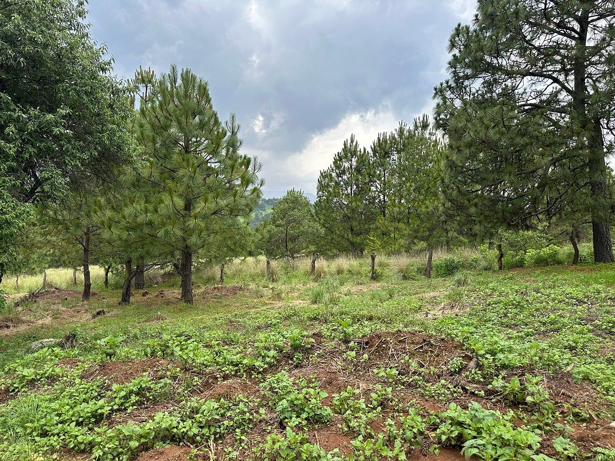 Lote em Ferreria de Tula, Tapalpa, foto 7 de 10