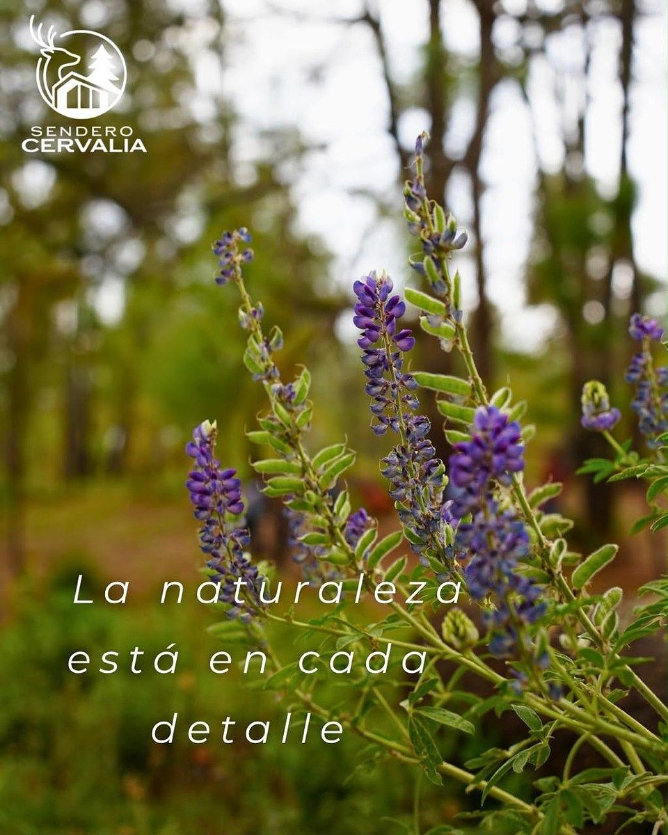 Terreno en Atemajac de Brizuela, Atemajac de Brizuela, foto 3 de 7
