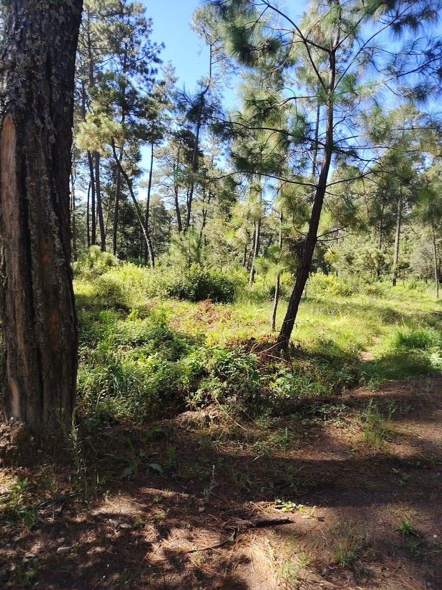 Cervalia Path UP 167, photo 1 of 6
