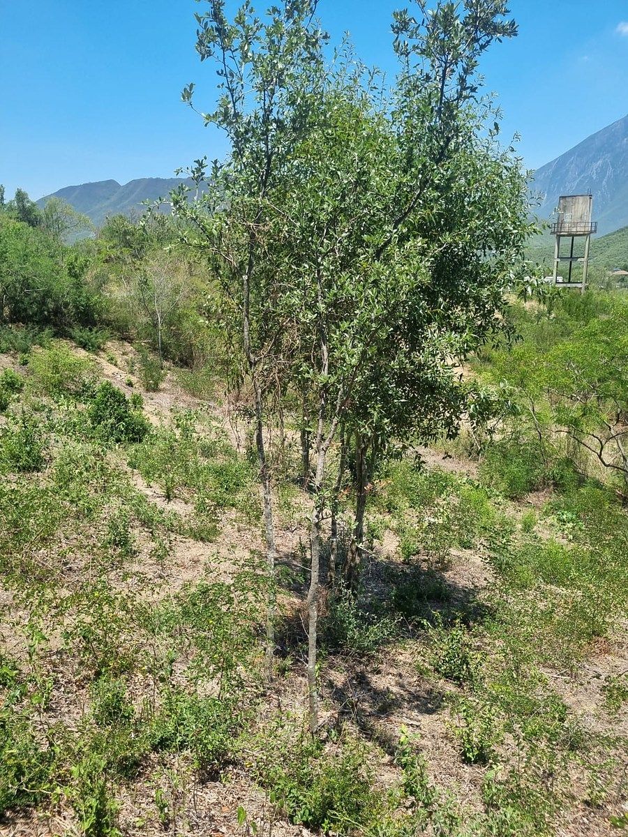 Lote em Hacienda Los Encinos, Monterrey, foto 3 de 19
