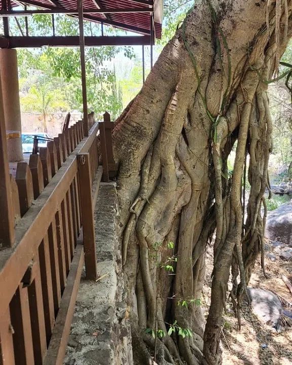 Casa en Autlán de Navarro Centro, Autlán de Navarro, foto 11 de 17