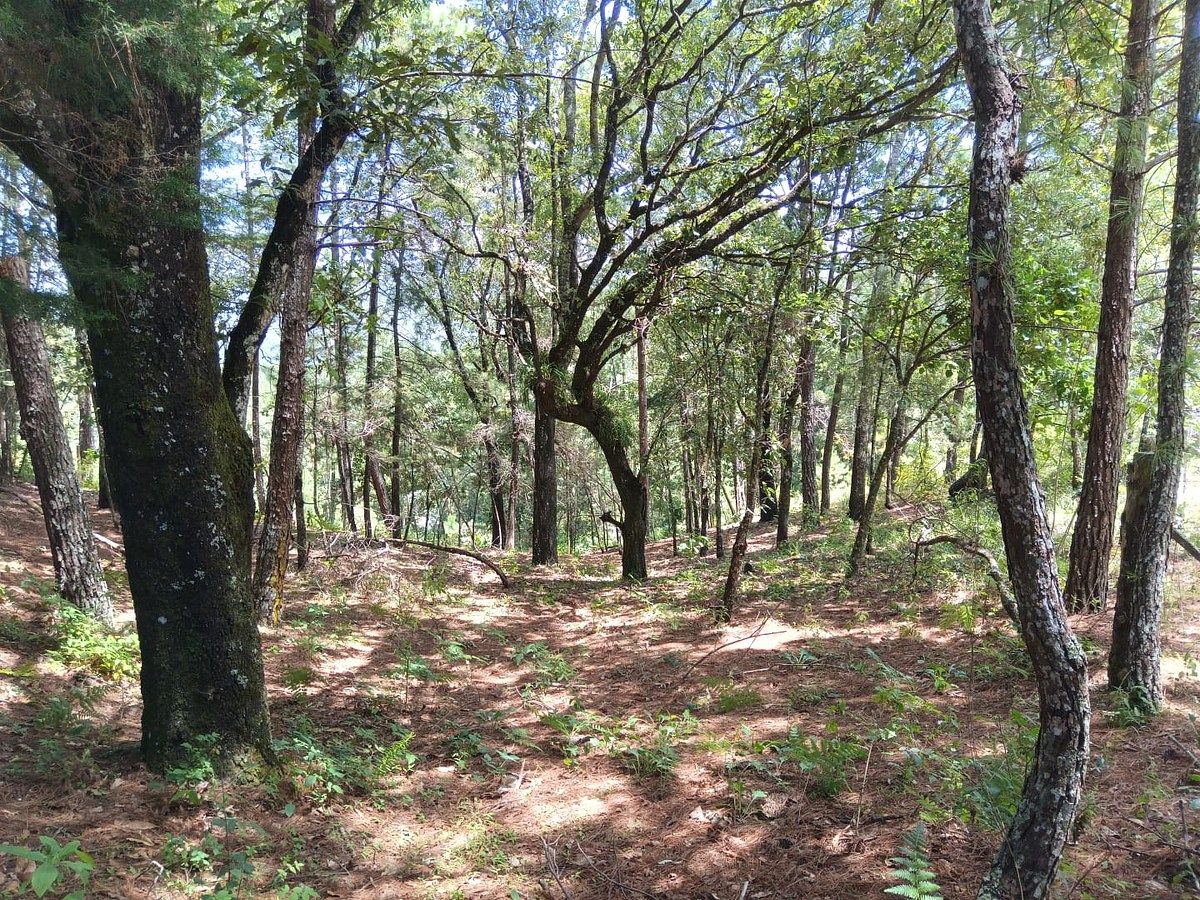Lote em Teopisca, Teopisca, foto 5 de 9