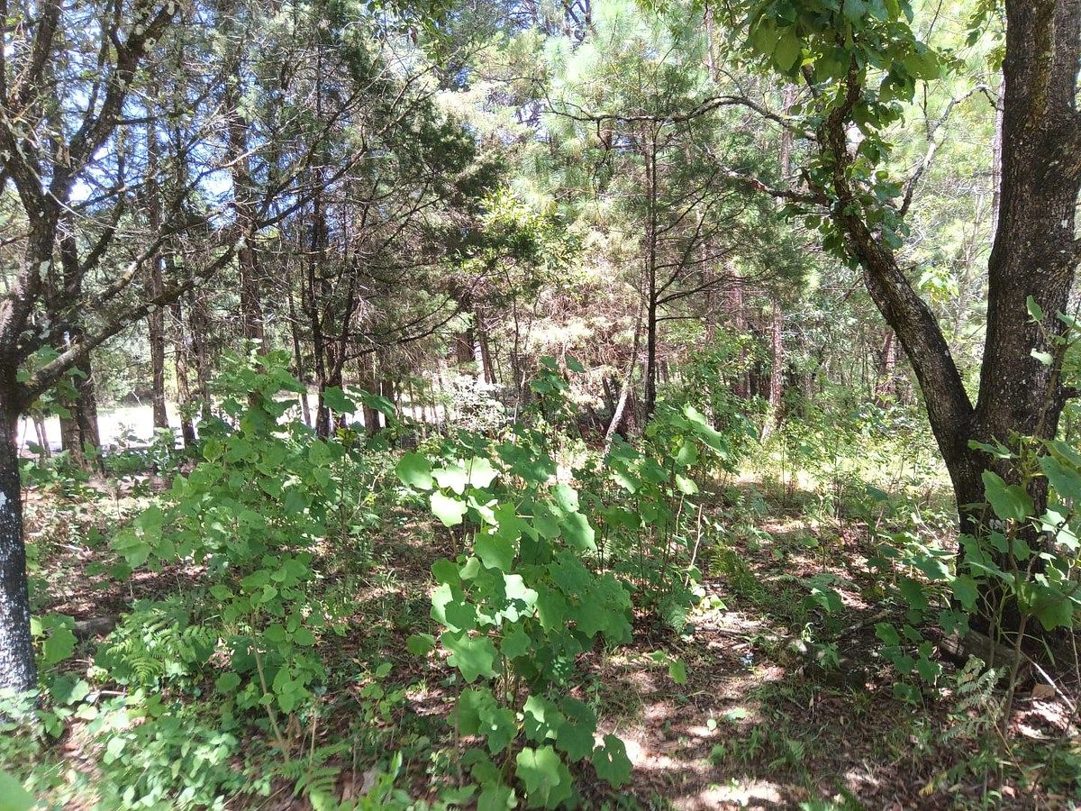 Lote em Teopisca, Teopisca, foto 8 de 9