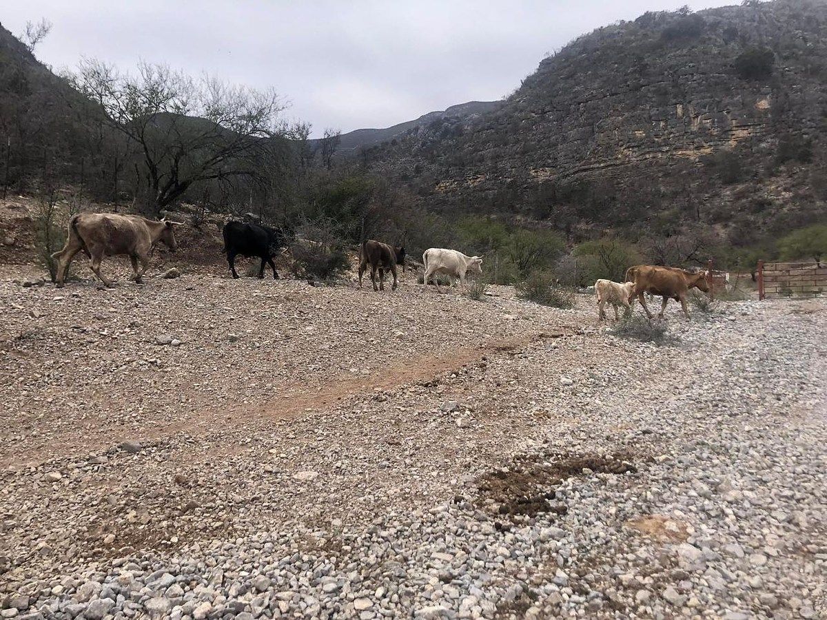 Terreno en Los Terreros, Múzquiz, foto 5 de 20