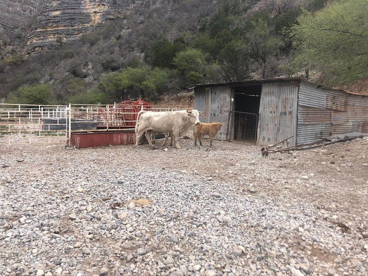 Terreno en Los Terreros, Múzquiz, foto 6 de 20