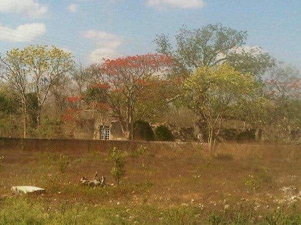 Country House in Tixkokob, Tixkokob, photo 10 of 14