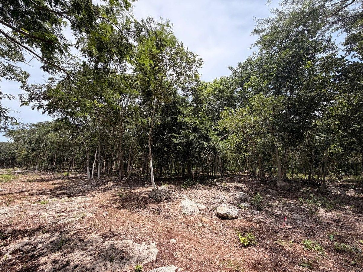 Lote em Baca, Baca, foto 2 de 6