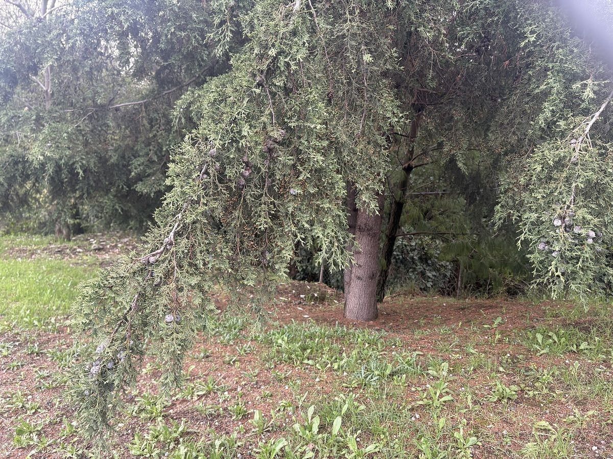 Terreno en Las Águilas, Álvaro Obregón, foto 6 de 20