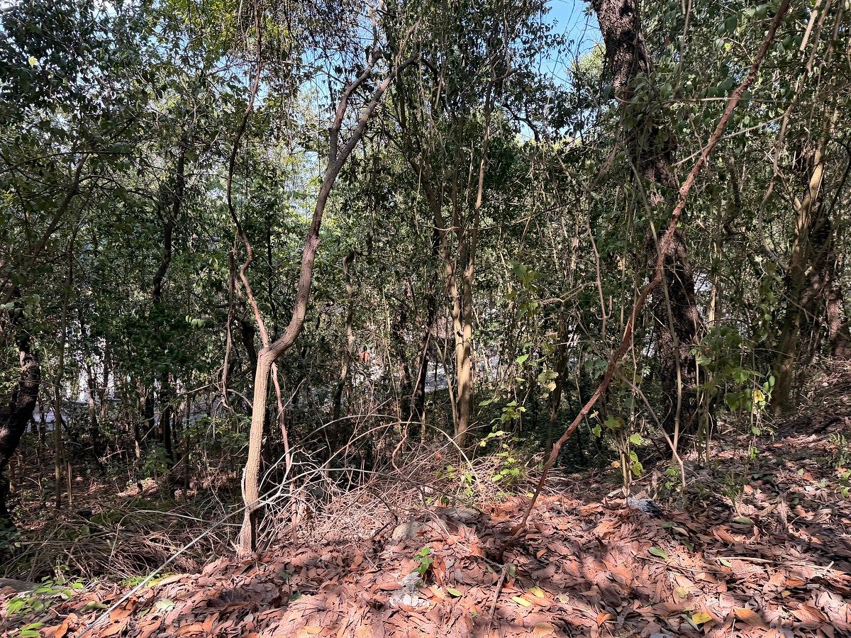 Lote em Olinalá, San Pedro Garza García, foto 6 de 8