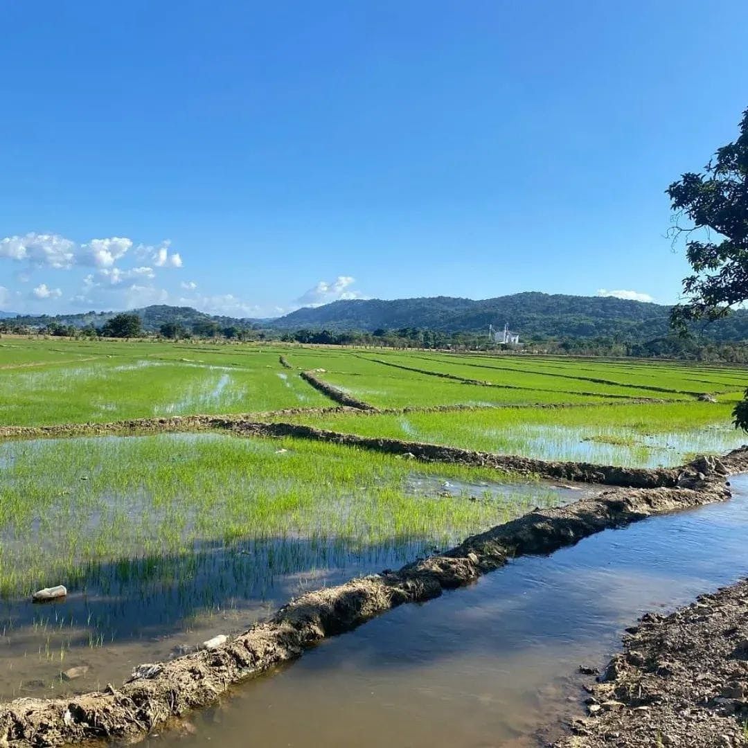 Finca en Rincón, foto 6 de 11