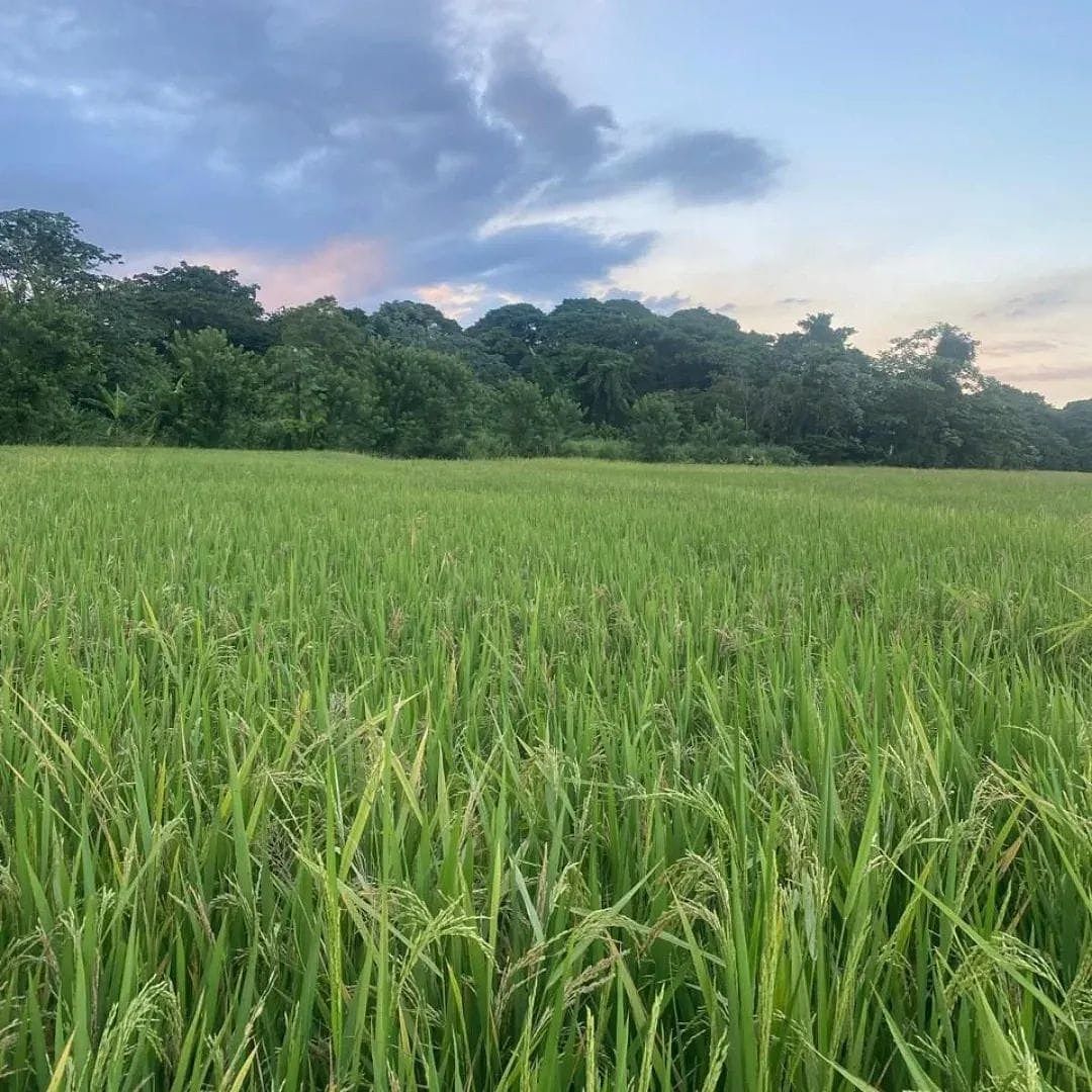 Finca en Rincón, foto 11 de 11
