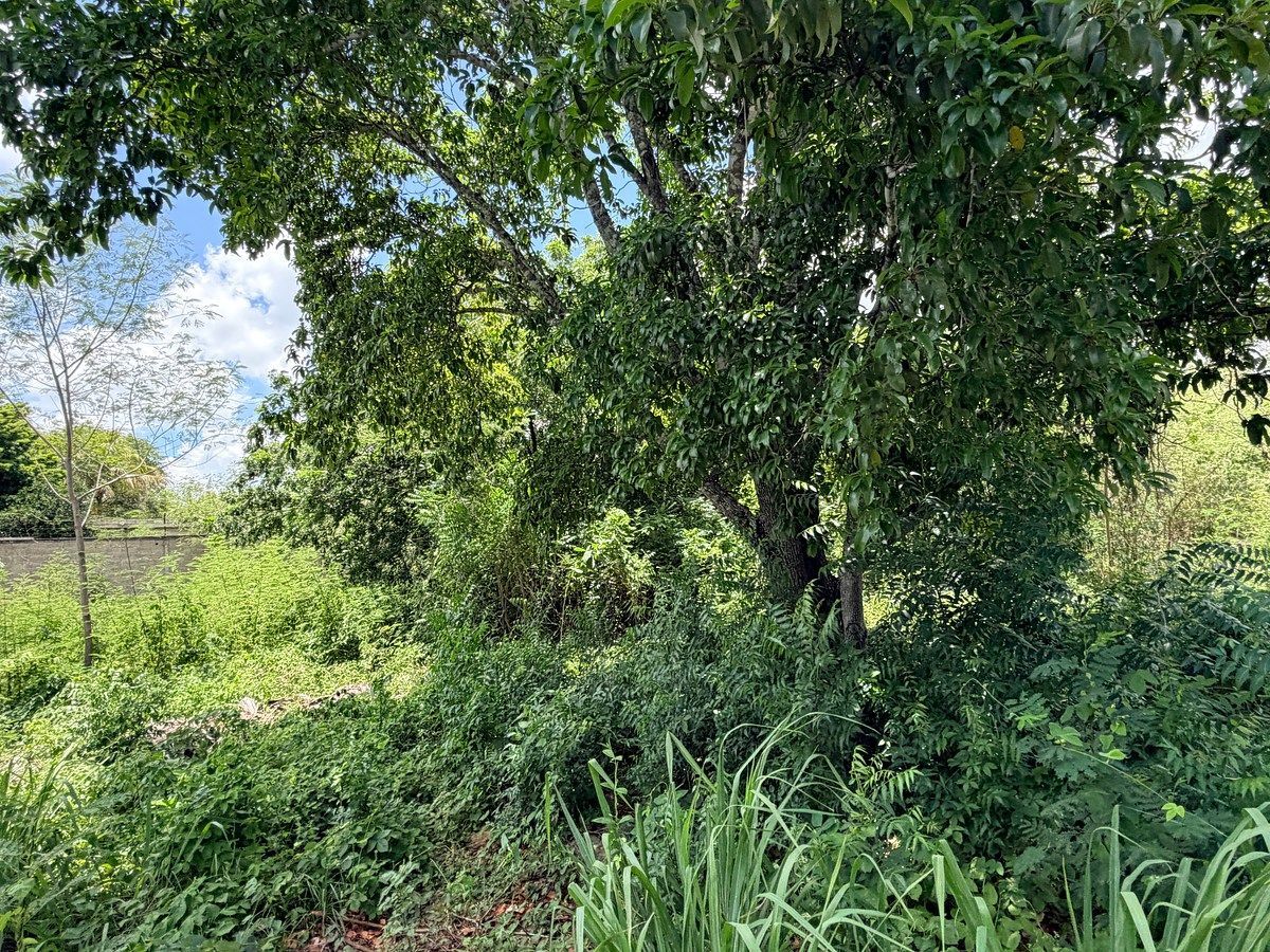 Lot in El Roble Agrícola, Mérida, photo 10 of 18
