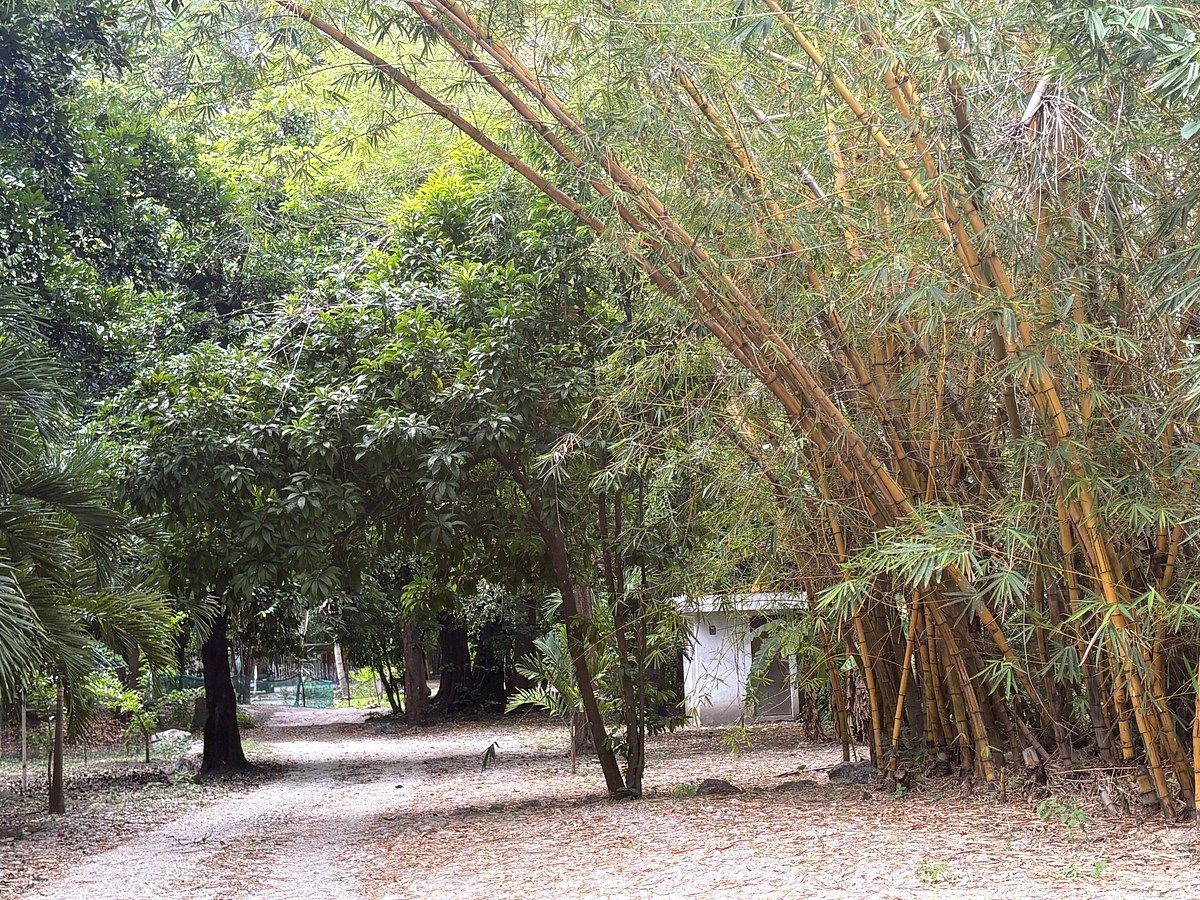 Fazenda em Terán, Tuxtla Gutiérrez, foto 10 de 19