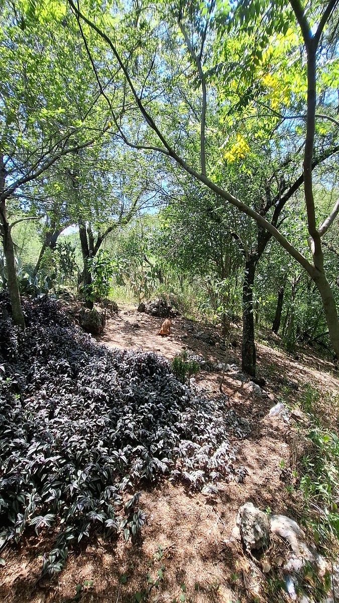 Country House in Los Lirios, Montemorelos, photo 4 of 11