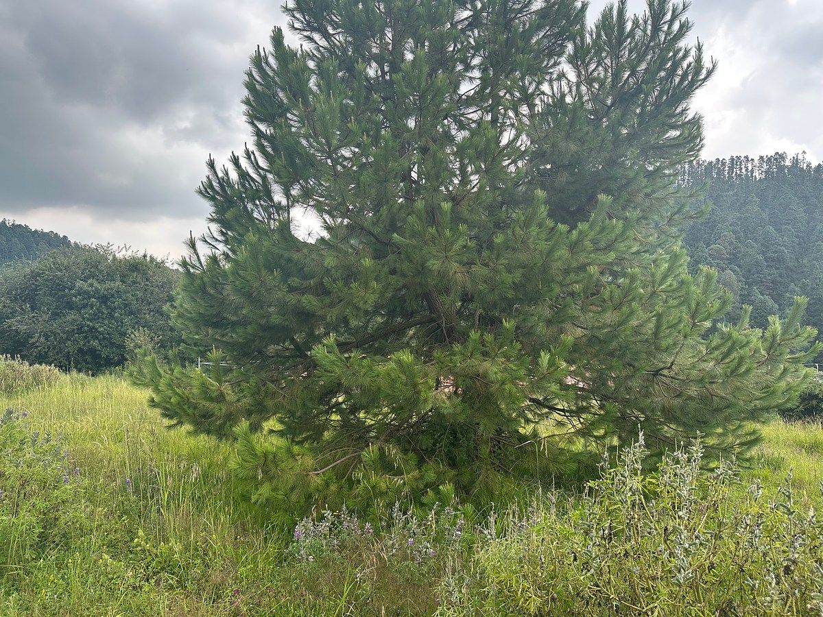 Terreno en Cañada de Alférez, Lerma, foto 4 de 8