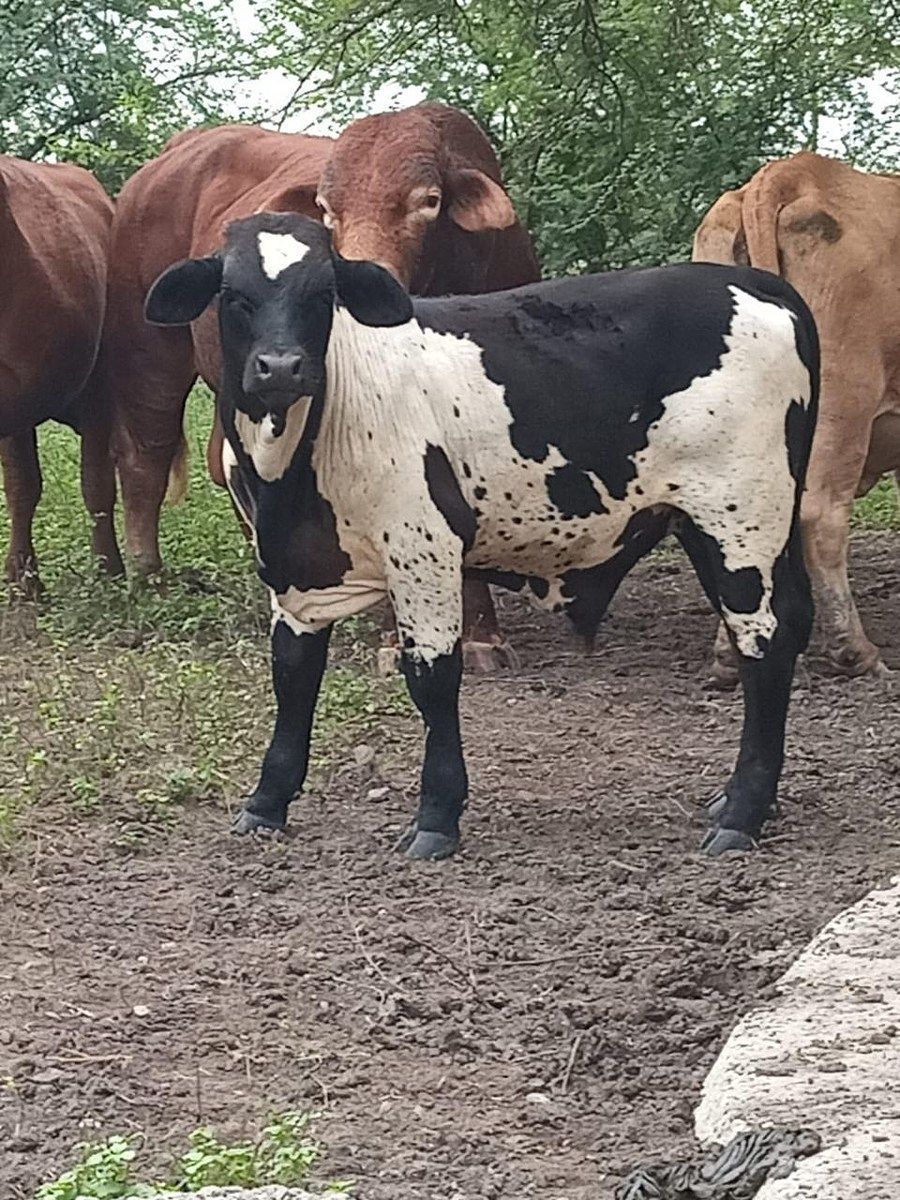 Lote em Santander, Jiménez, foto 4 de 7