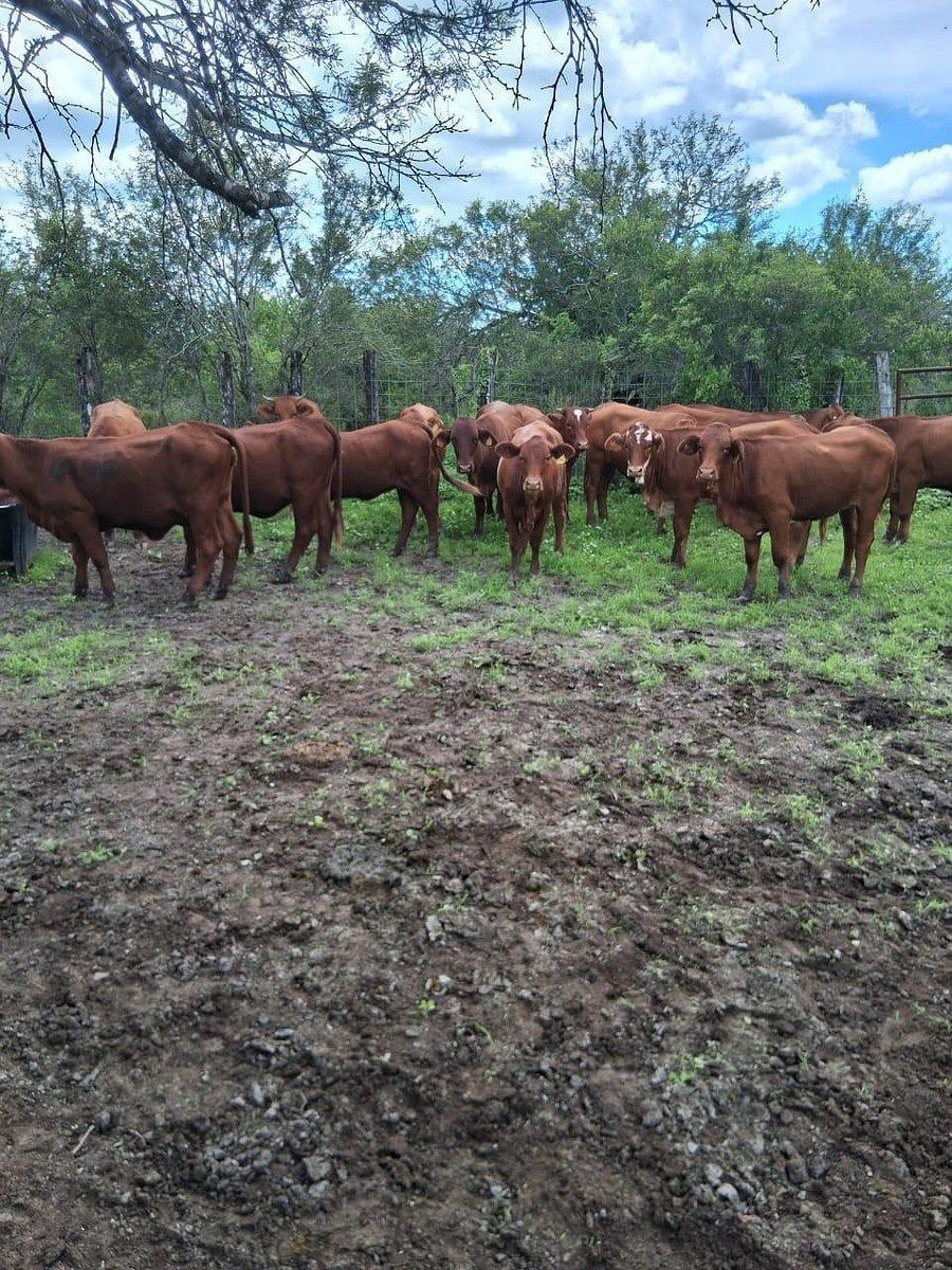 Lote em Santander, Jiménez, foto 7 de 7