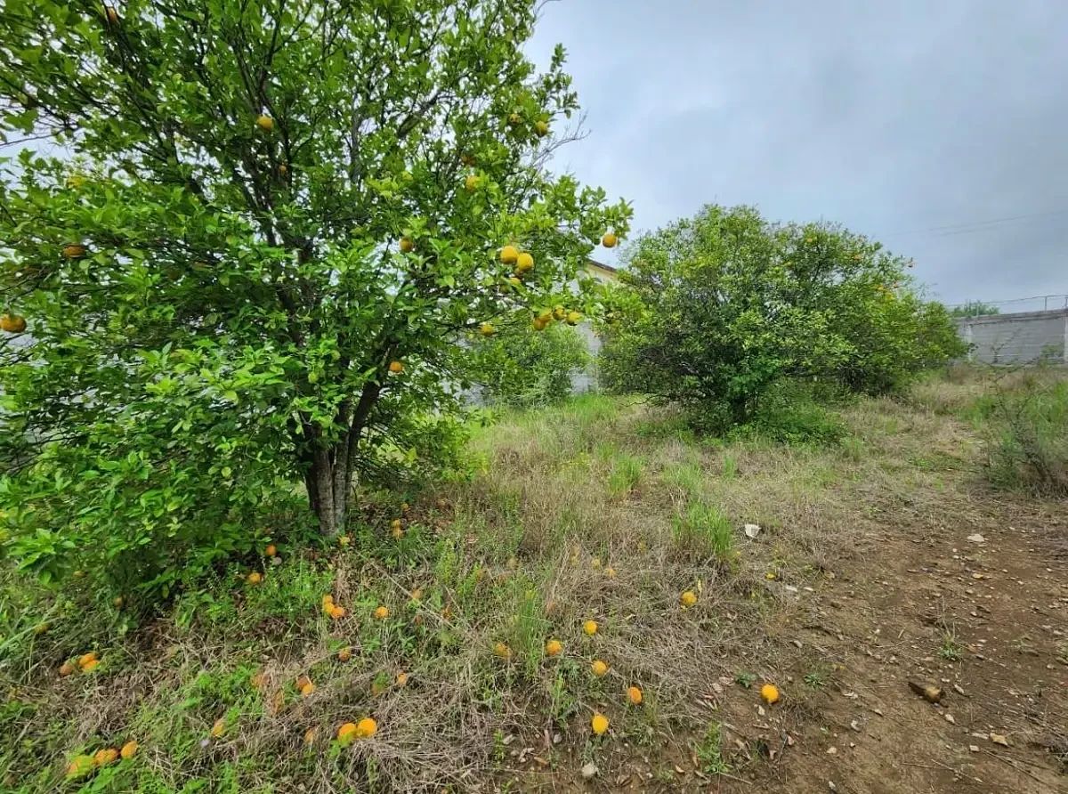 Lot in Las Raíces, Allende, photo 2 of 6