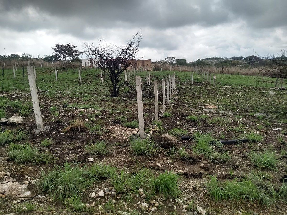 Lote em Bugambilias, Berriozábal, foto 9 de 17