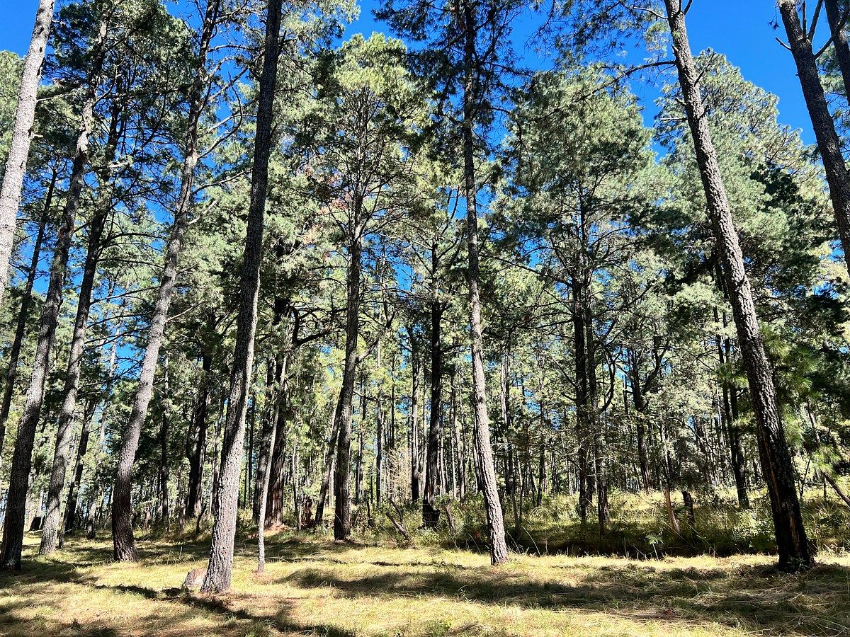 Terreno en Ferreria de Tula, Tapalpa, foto 3 de 10