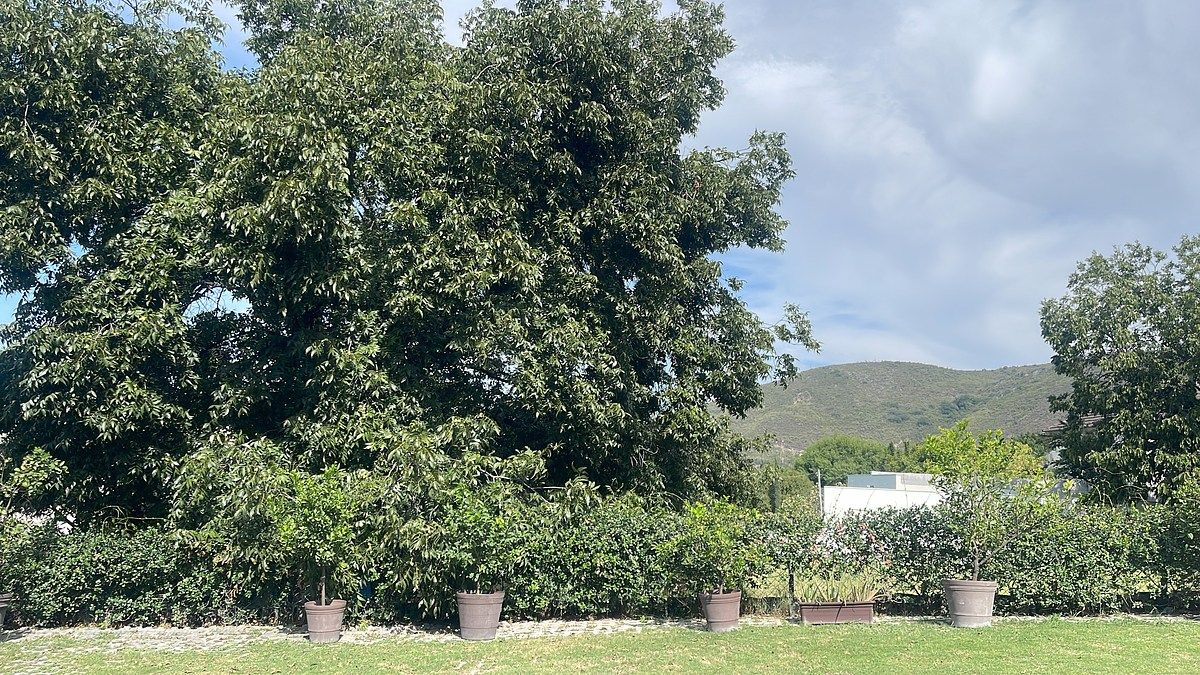 Venda de Terreno Carrizalejo, foto 1 de 1