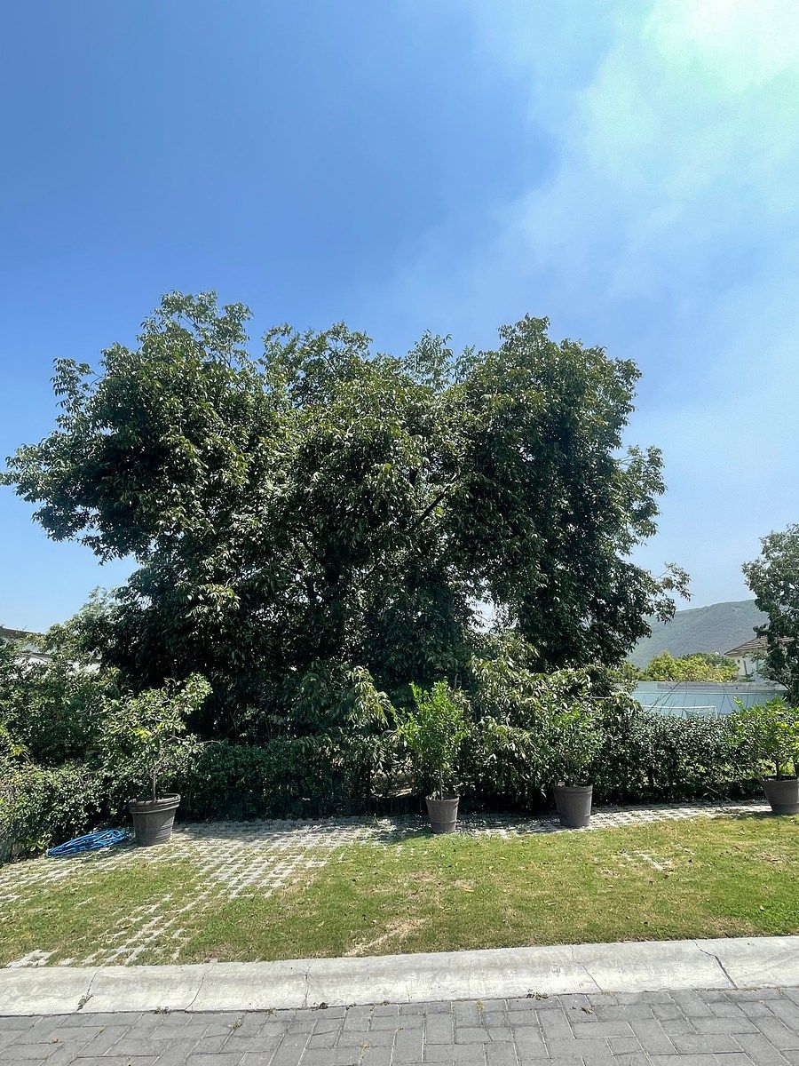 Lot in Carrizalejo, San Pedro Garza García, photo 6 of 7
