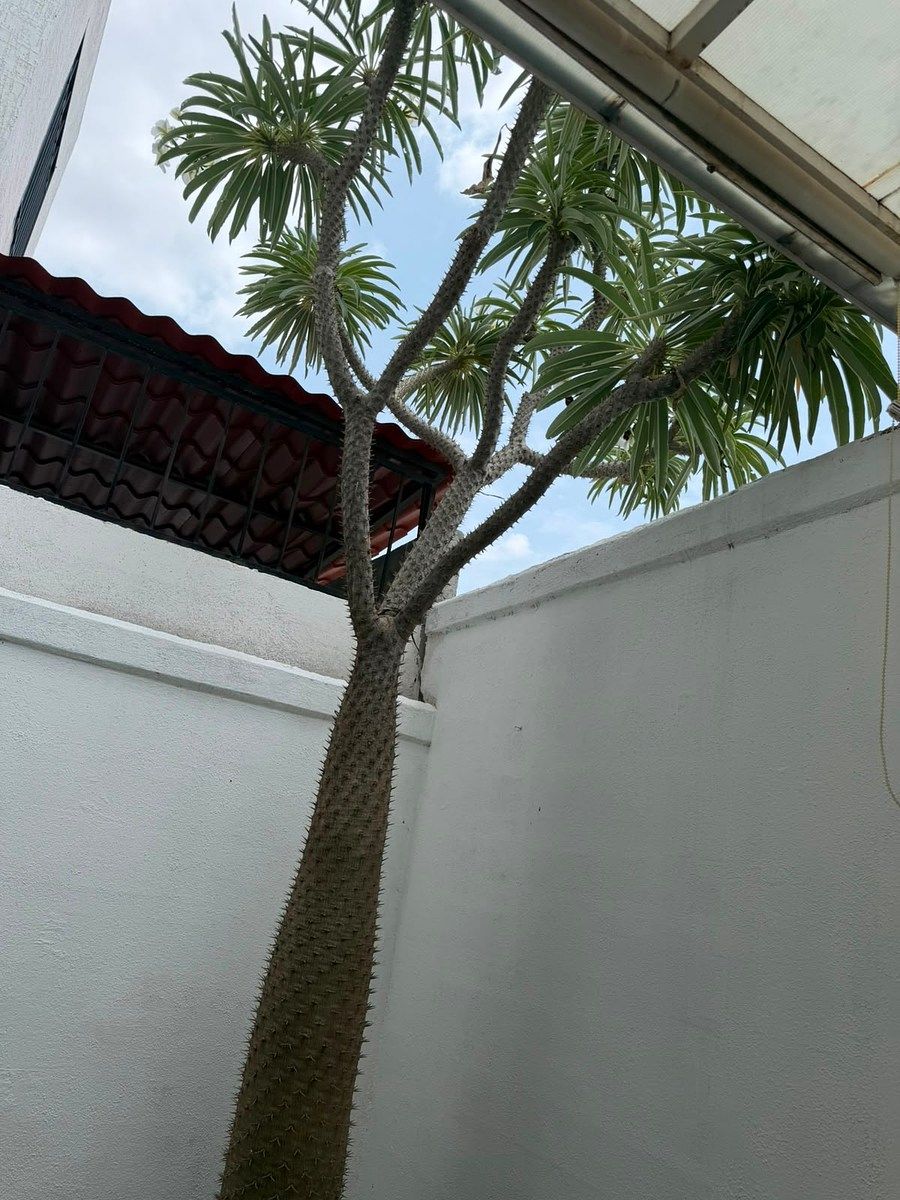 Casa em condomínio fechado em Ciudad del Sol, Querétaro, foto 17 de 18