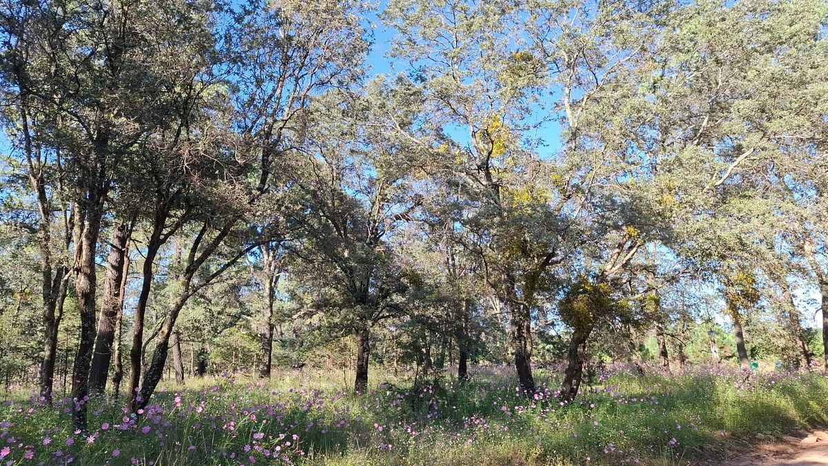 Lot in Llano Grande, Durango, photo 8 of 10