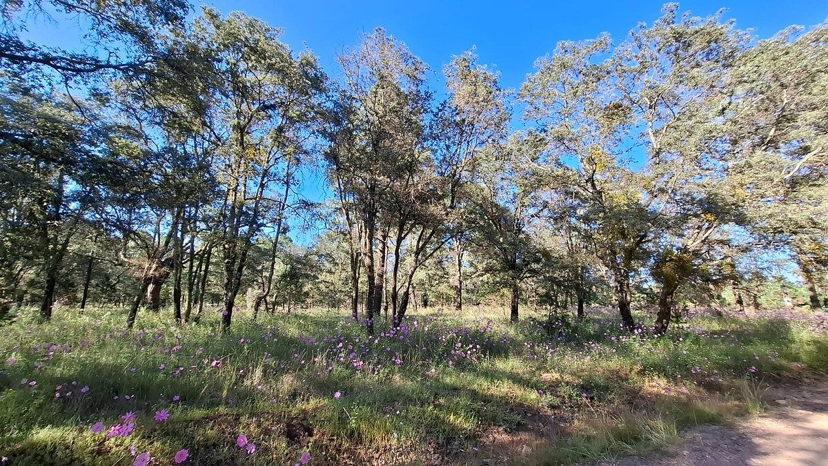 Lot in Llano Grande, Durango, photo 9 of 10