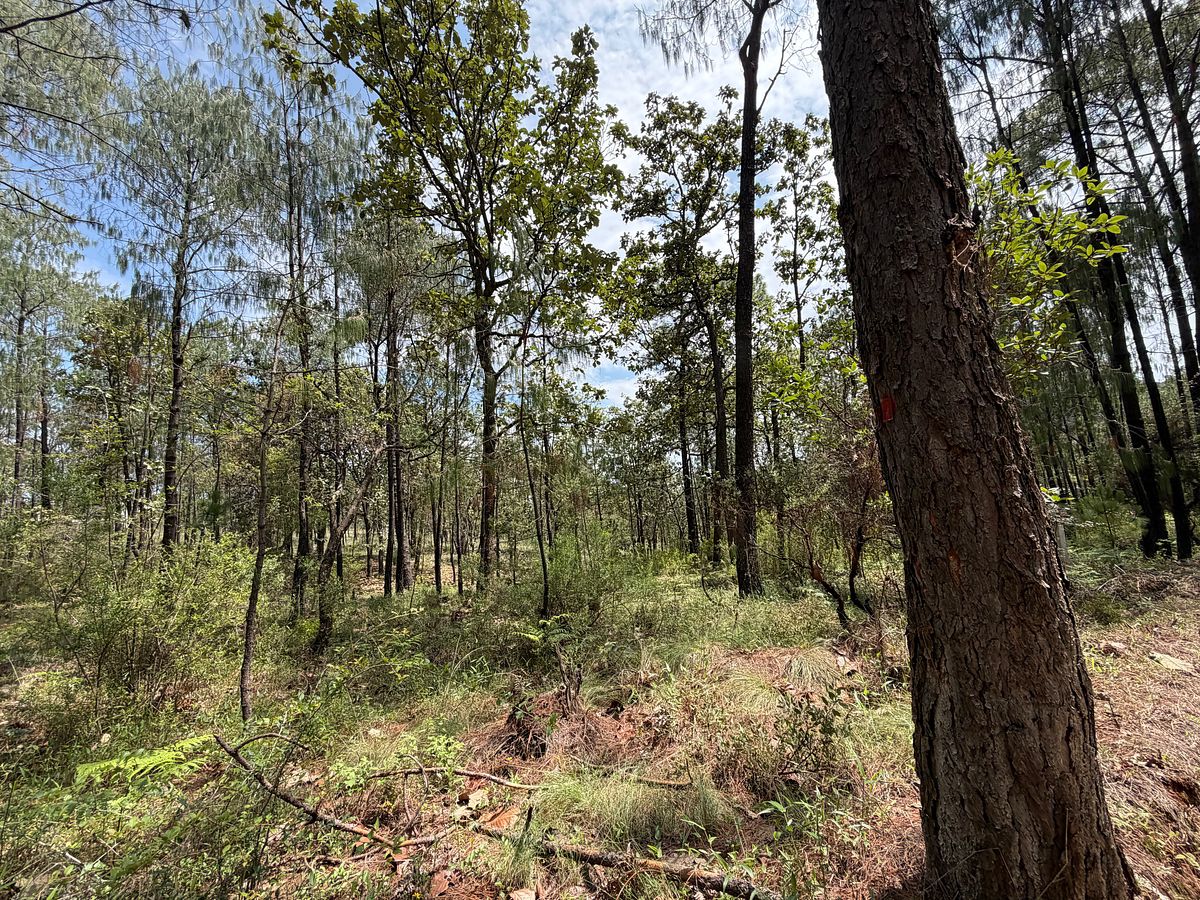 Lote em Tapalpa, Tapalpa, foto 17 de 22